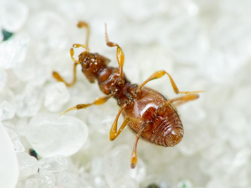 Scydmaenus hellwigii (Herbst, 1792)